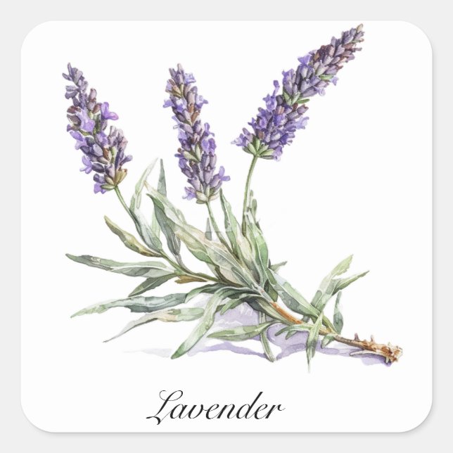 Sticker Carré Vie de plantes : Lavande, personnalisable (Devant)
