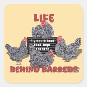 Sticker Carré Vie derrière les Barreds (Plymouth Barred Rock Hen