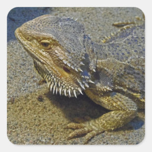 Sticker Carré Vie sous le feu - dragon barbu