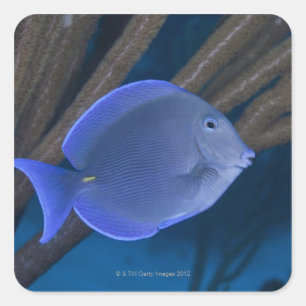 Sticker Carré Vie sous-marine : Acanthurus coeruleus avec mer
