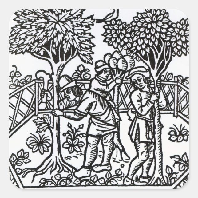 Sticker Carré Vignes (Devant)