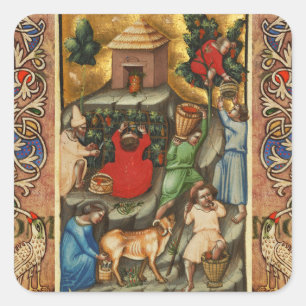 Sticker Carré VIGNOBLE DE CÉRÉALES MOYENNES HARVEST Grapevine an