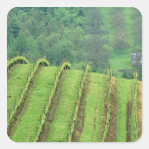 Sticker Carré Vignobles de raisin près de Newberg Oregon