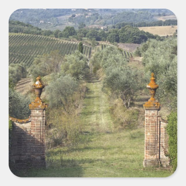 Sticker Carré Vignobles, Toscane, Italie (Devant)