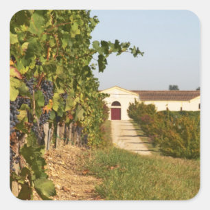 Sticker Carré Vignobles, vignes de petit verdot et la cave dans