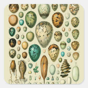 Sticker Carré Vintage Bird Eggs French Fish Egg