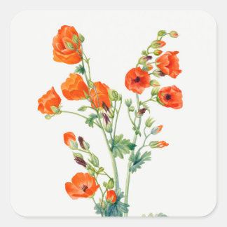 Sticker Carré Vintage Desert Globemallow Botanical Illustration