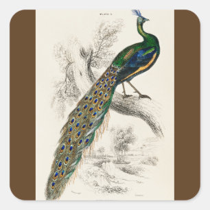 Sticker Carré Vintage Peacock Histoire naturelle Imprimer