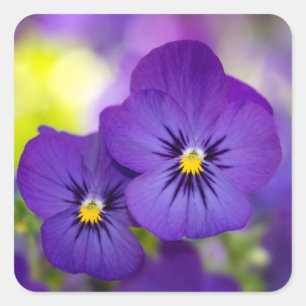 Sticker Carré Violons violets