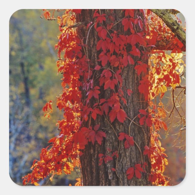 Sticker Carré Virginia Creeper rouge vif en automne à (Devant)