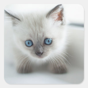 Sticker Carré Vous aimez : Chaton blanc perdu avec yeux bleus