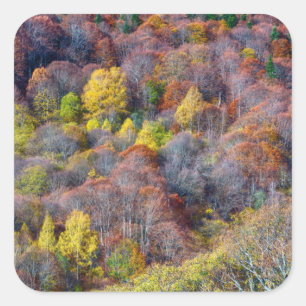 Sticker Carré Vue aérienne de la forêt d'automne Arbres colorés