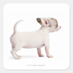 Sticker Carré Vue latérale de Chihuahua Chiuppy (10 semaines)