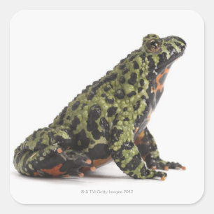 Sticker Carré Vue latérale d'un crapaud Oriental Bellied Fire