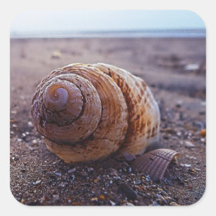 Sticker Carré Vue Macro D'Une Coquille Spirale