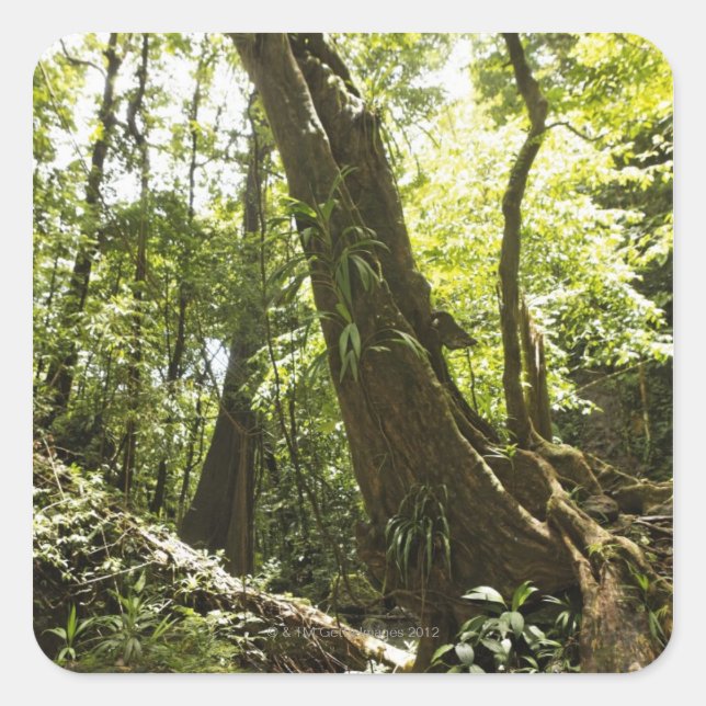 Sticker Carré vue sur la forêt tropicale, Dominique (Devant)