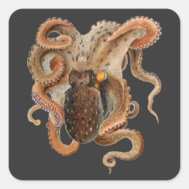 Sticker Carré Vulgaris Octopus vintage, Animaux de la vie marine (Devant)