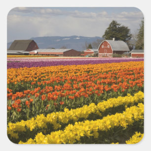 Sticker Carré WA, vallée de Skagit, champs de tulipes en fleurs,
