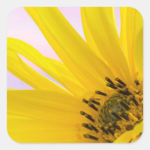Sticker Carré Washington. Détail de la fleur de tournesol 1