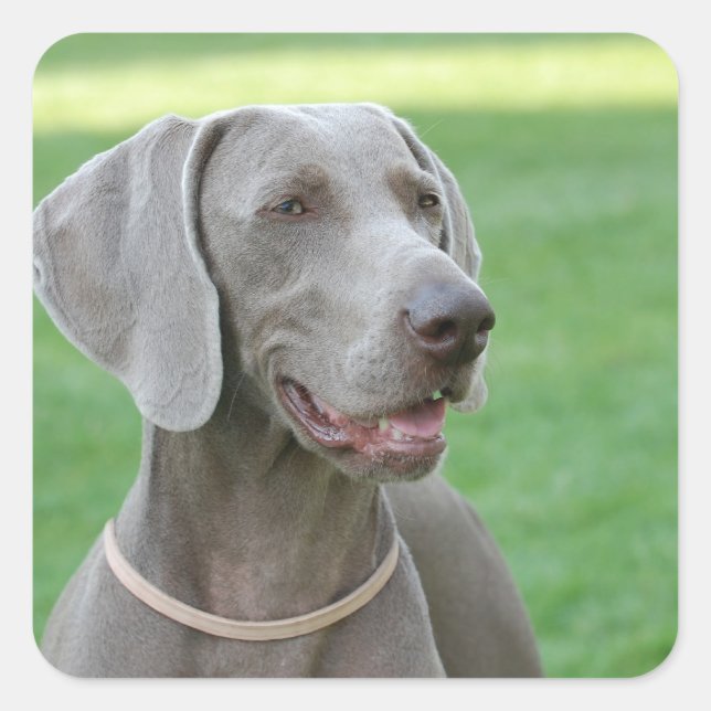 Sticker Carré Weimaraner (Devant)