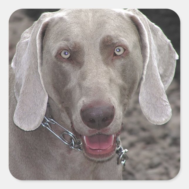 Sticker Carré Weimaraner (Devant)