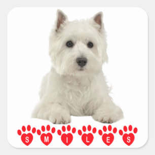 Sticker Carré West Highland Terrier Chien blanc Chien blanc Bonj