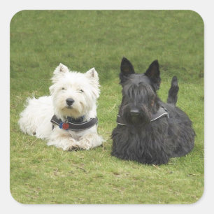 Sticker Carré Westie & Scottie Gazon Vert