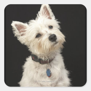 Sticker Carré Westie (terrier des montagnes occidental) avec le
