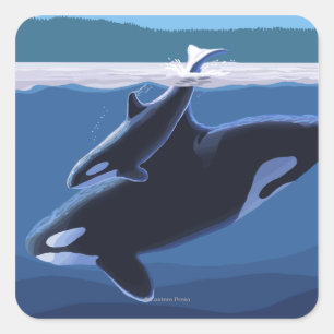 Sticker Carré Whidbey Island, Washington Orca et Calf