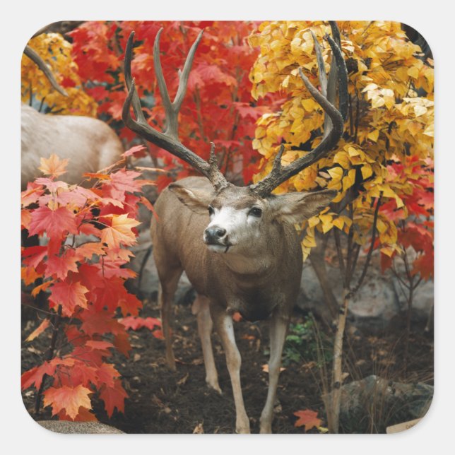 Sticker Carré Whitetail En Automne (Devant)