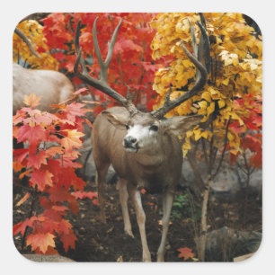 Sticker Carré Whitetail En Automne
