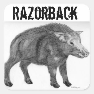 Sticker Carré Wild Boar, position défensive