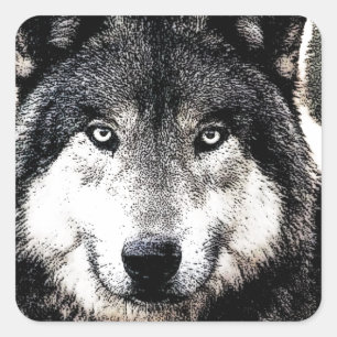 Sticker Carré Wild Wolf