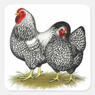 Sticker Carré Wyandotte : Paire d'argent