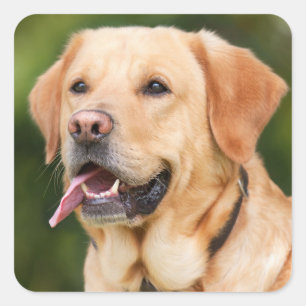 Sticker Carré Yellow Labrador Retriever Dog - Lab