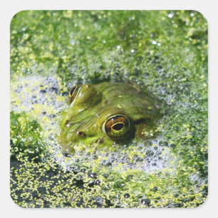 Sticker Carré Yeux de grenouille dans un étang