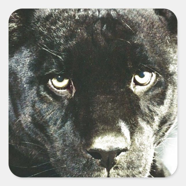Sticker Carré Yeux Jaguar (Devant)