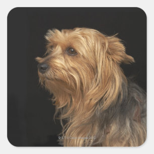 Sticker Carré Yorkie noir et brun a laissé le profil sur le noi