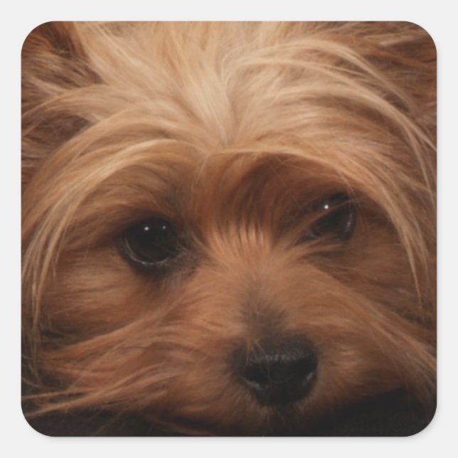 Sticker Carré Yorkie ou votre photo de chien (Devant)