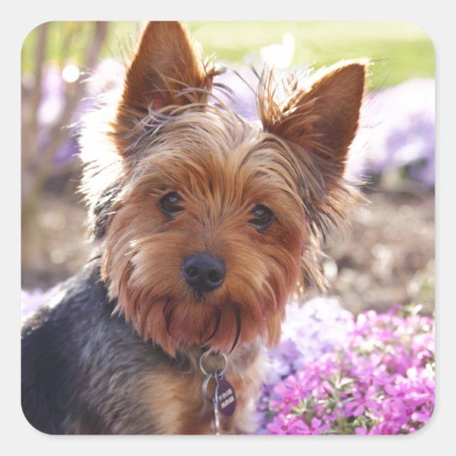 Sticker Carré Yorkshire Terrier (Devant)