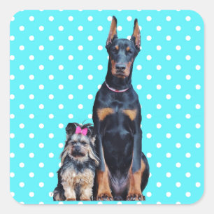 Sticker Carré Yorkshire Terrier Doberman Pois bleus