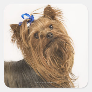 Sticker Carré Yorkshire Terrier / Yorkie. race vivante de