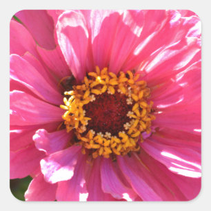 Sticker Carré Zinnia rose