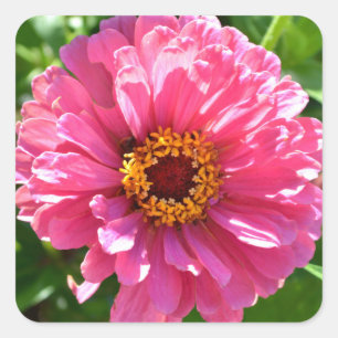 Sticker Carré Zinnia rose, fleur rose, photo florale rose
