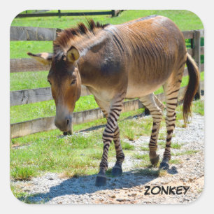 Sticker Carré Zonkey partie Zebra et Donkey