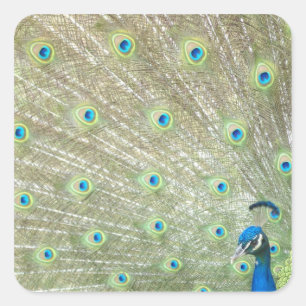 Sticker Carré Zoo de Johannesburg, province de Gauteng, Afrique