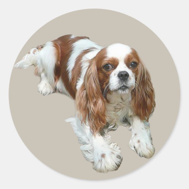 Sticker Cavalier King Charles Spaniel (Devant)
