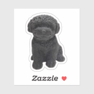 Sticker Cavapoo Cavoodle Cockerpoo Chien noir chiot