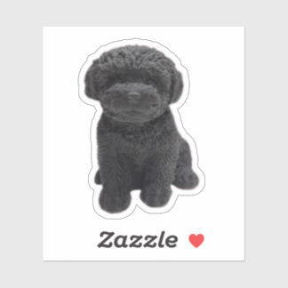 Sticker Cavapoo Cavoodle Cockerpoo Chien noir chiot