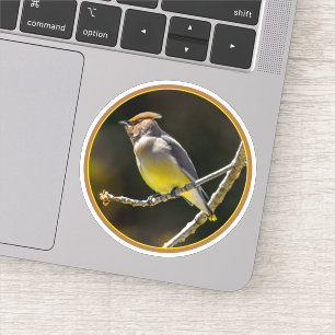 Sticker Cèdre cire Songbird Photo originale Oiseau sauvage